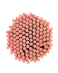 Blank Pencil with Ferrule and Eraser - Round - 144 Pencils